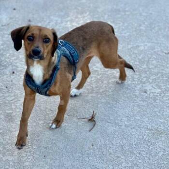 Gigi -  Dachshund and Mixed Breed Dog for Adoption in Henderson, Nevada - Gigi | PetCurious