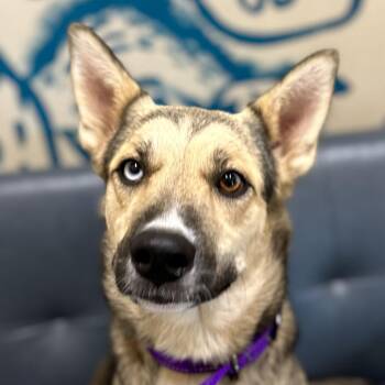 Shepherd and Australian Cattle Dog Blue Heeler Dogs Available for Adoption in Monticello, Iowa - Marcella | PetCurious