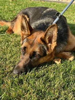 Rescue German Shepherd Dog and Mixed Breed Dogs for Adoption in Yakima, Washington - Toffee | PetCurious