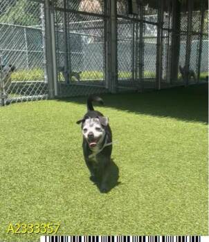 Mixed Breed Dogs Available for Adoption in West Palm Beach, Florida - SERGEANT PEPPER | PetCurious