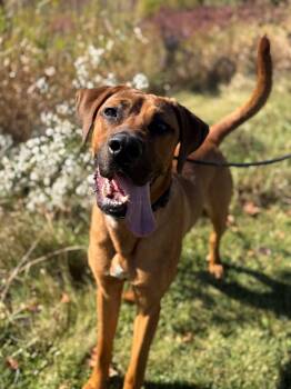 Mallard -  Hound Dog for Adoption in Hamilton, Ontario - Mallard | PetCurious