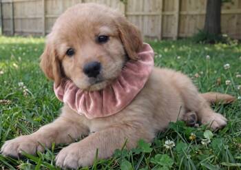 Ginger -  Golden Retriever Dog for Adoption in Crown Point, Indiana - Ginger | PetCurious