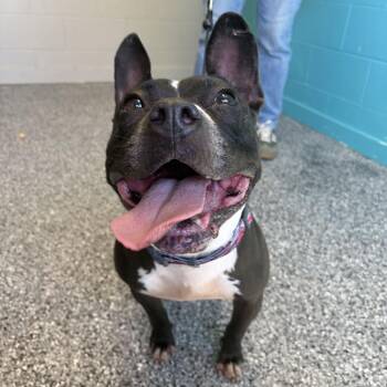 Midge -  Pit Bull Terrier and Mixed Breed Dog for Adoption in Louisville, Kentucky - Midge | PetCurious