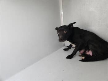 Staffordshire Bull Terrier and Mixed Breed Dogs Available for Adoption - A650844 | PetCurious