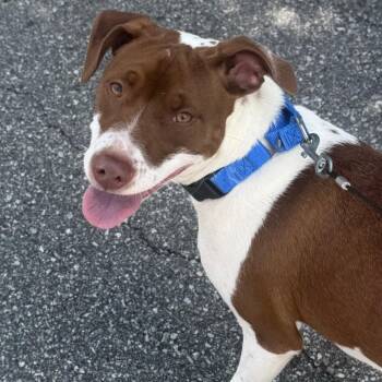 Biscuit -  Mixed Breed Dog for Adoption in Asheville, North Carolina - Biscuit | PetCurious