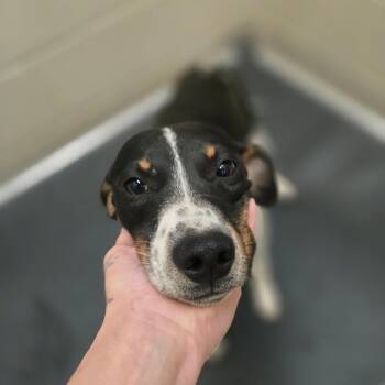 Rat Terrier Dogs Available for Adoption in Tupelo, Mississippi - Saguaro 041709U | PetCurious