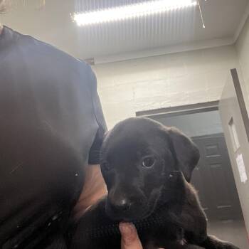 Labrador Retriever and Mixed Breed Dogs Available for Adoption in Clanton, Alabama - Vegas | PetCurious