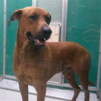 Hound Dogs Available for Adoption in Oklahoma City, Oklahoma - A475287 | PetCurious