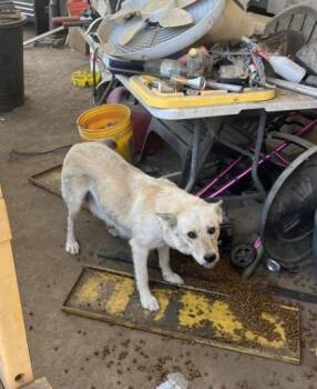 Ghost -  Husky and Mixed Breed Dog for Adoption in Fresno, California - Ghost | PetCurious