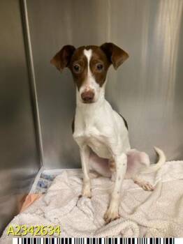 RICHIE -  Mixed Breed Dog for Adoption in West Palm Beach, Florida - RICHIE | PetCurious