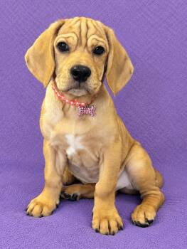 Cricket -  Basset Hound and Pug Dog for Adoption in Lodi, California - Cricket | PetCurious