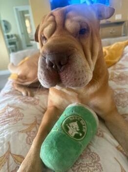 Shar Pei Dogs Available for Adoption - Luke | PetCurious