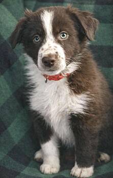 Border Collie and Australian Shepherd Dogs Available for Adoption in Minnetrista, Minnesota - Bridger | PetCurious