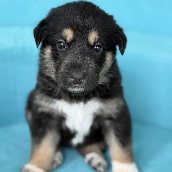HONEY- Local -  Anatolian Shepherd Dog for Adoption in Warwick, Rhode Island - HONEY- Local | PetCurious