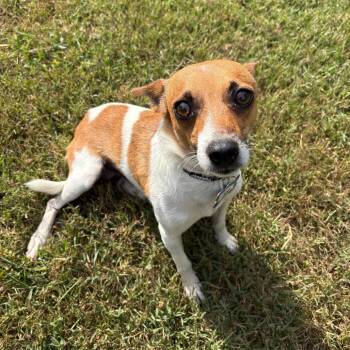 Lane -  Jack Russell Terrier Dog for Adoption in Wake Forest, North Carolina - Lane | PetCurious