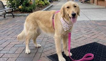 Golden Retriever Dogs Available for Adoption in Palm Springs, Florida - Lilly | PetCurious