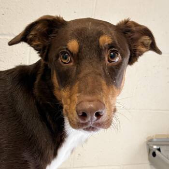 Bongo -  Doberman Pinscher and Mixed Breed Dog for Adoption in Wickenburg, Arizona - Bongo | PetCurious