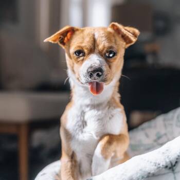 Chihuahua Dogs Available for Adoption in New York, New York - Beanie | PetCurious