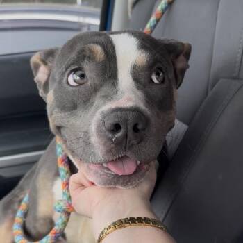 Mixed Breed and American Staffordshire Terrier Dogs Available for Adoption in San Antonio, Texas - Cinnamon | PetCurious