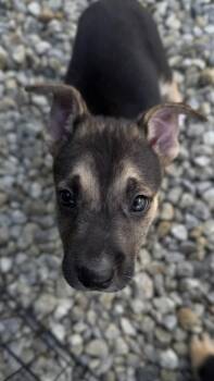 26-580 -  Shepherd and Mixed Breed Dog for Adoption in Barnesville, Georgia - 26-580 | PetCurious