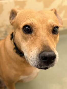 Mixed Breed Dogs Available for Adoption in Cincinnati, Ohio - Willet | PetCurious