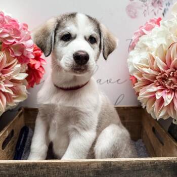 Husky Dogs Available for Adoption - Miku | PetCurious