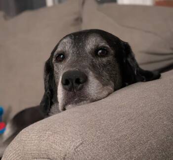 Big Boy Boston -  Labrador Retriever Dog for Adoption in Salt Lake City, Utah - Big Boy Boston | PetCurious