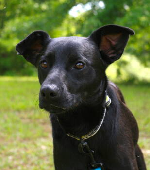 Rescue Australian Kelpie and Labrador Retriever Dogs for Adoption in Attalla, Alabama - Onyx | PetCurious