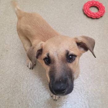 Clue -  Shepherd and Mixed Breed Dog for Adoption in Corpus Christi, Texas - Clue | PetCurious