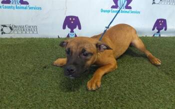 Pit Bull Terrier and Mixed Breed Dogs Available for Adoption - XENA | PetCurious