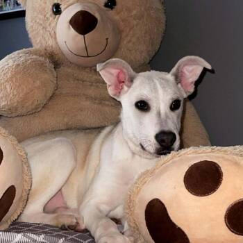 Rescue Shepherd Dogs for Adoption in Blacksburg, Virginia - Barry | PetCurious