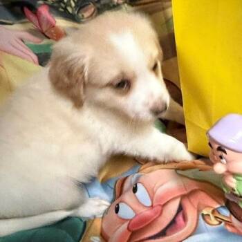 Dopey -  Australian Shepherd and Mixed Breed Dog for Adoption in Normal, Illinois - Dopey | PetCurious