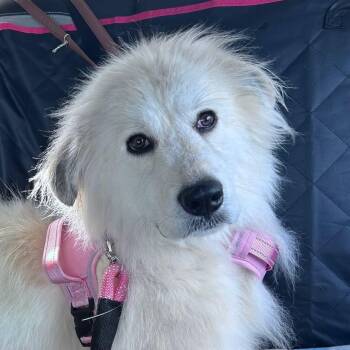Baby -  Great Pyrenees Dog for Adoption in Raleigh, North Carolina - Baby | PetCurious
