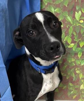 Labrador Retriever and Mixed Breed Dogs Available for Adoption - Strawberry Jelly | PetCurious