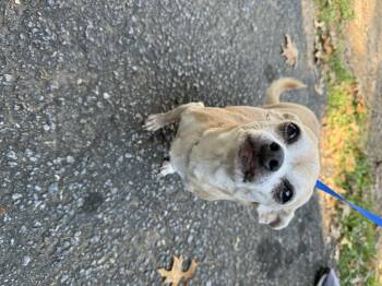 Luna -  Chihuahua Dog for Adoption in Austell, Georgia - Luna | PetCurious