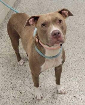 Coshi -  Pit Bull Terrier and Mixed Breed Dog for Adoption in Kansas City, Missouri - Coshi | PetCurious