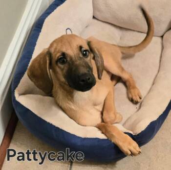 PUPPY PATTYCAKE -  Labrador Retriever and Redbone Coonhound Dog for Adoption in Franklin, Tennessee - PUPPY PATTYCAKE | PetCurious