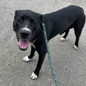 Hound Dogs Available for Adoption in Birmingham, Alabama - Charmer | PetCurious