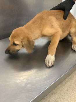 Rescue German Shepherd Dog and Mixed Breed Dogs for Adoption in Fort Worth, Texas - 59787397 | PetCurious