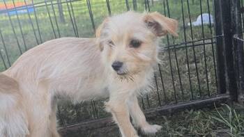 Hosanna -  Yorkshire Terrier Dog for Adoption in Russiaville, Indiana - Hosanna | PetCurious