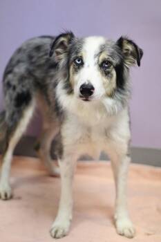 Bliss in NH. Come Meet our Adoptable Dogs Wednesday-Saturday. Mo -  Australian Shepherd Dog for Adoption in Manchester, New Hampshire - Bliss In NH. Come Meet Our Adoptable Dogs Wednesday-Saturday. Mo | PetCurious