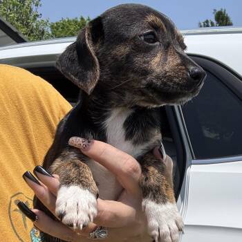 Dachshund and Chihuahua Dogs Available for Adoption in Crosby, Texas - Cora  | PetCurious