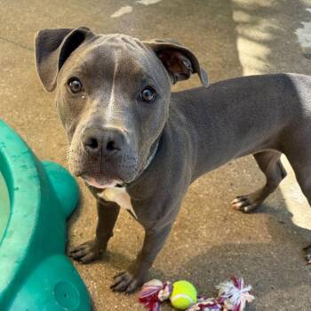 Sunny -  American Staffordshire Terrier Dog for Adoption in Grand Rapids, Michigan - Sunny | PetCurious