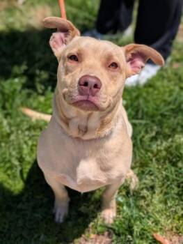 Spud -  Terrier Dog for Adoption in Gulfport, Mississippi - Spud | PetCurious