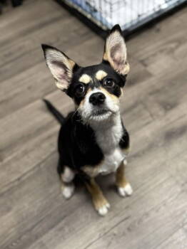 Rescue Australian Cattle Dog Blue Heeler Dogs for Adoption in Aurora, Colorado - Farrah #2 | PetCurious