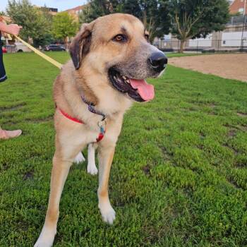 Solo Vino -  Anatolian Shepherd and Mixed Breed Dog for Adoption in La Grange, Kentucky - Solo Vino | PetCurious