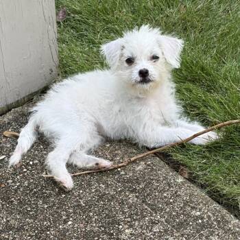 Parsnip -  Miniature Poodle and Shih Tzu Dog for Adoption in Houston, Texas - Parsnip | PetCurious