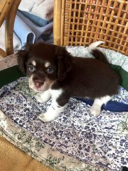 Cocoa -  Chihuahua Dog for Adoption in Denver, North Carolina - Cocoa | PetCurious