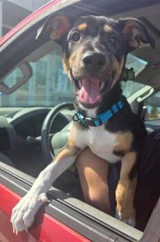 CIROS -  Terrier Dog for Adoption in San Antonio, Texas - CIROS | PetCurious