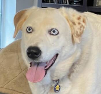 Donner -  Great Pyrenees Dog for Adoption in Cumming, Georgia - Donner | PetCurious